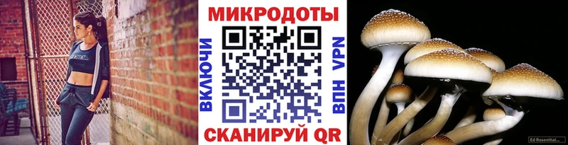 дарнет шоп  Оленегорск  Псилоцибиновые грибы Cubensis 